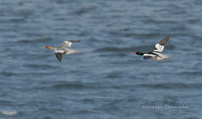 Scaly-sided Merganser (Mergus squamatus) photo image