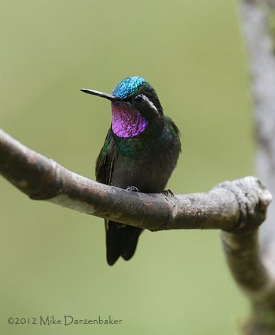 Purple-throated Mountaingem (Lampornis calolaemus) photo image