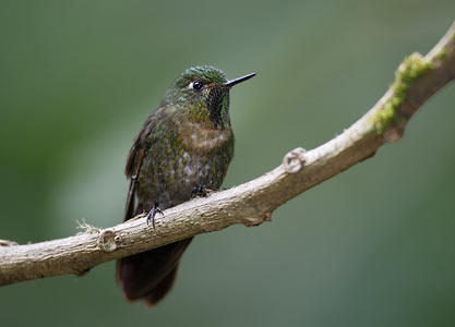 Tyrian Metaltail (Metallura tyrianthina) photo image