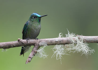 Tyrian Metaltail (Metallura tyrianthina) photo image