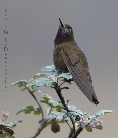Violet-throated Metaltail (Metallura baroni) photo