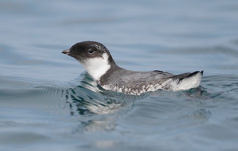 Ancient Murrelet (Synthliboramphus antiquus) Photo Image