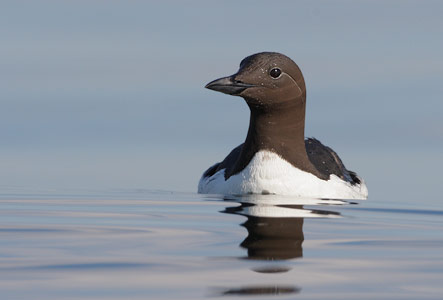 Common Murre (Uria aalge) photo image