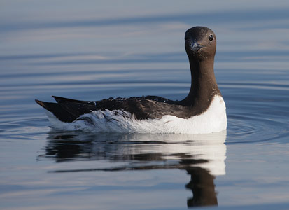 Common Murre (Uria aalge) photo image