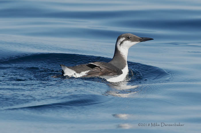 Common Murre (Uria aalge) photo image