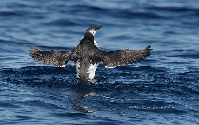 Common Murre (Uria aalge) photo image