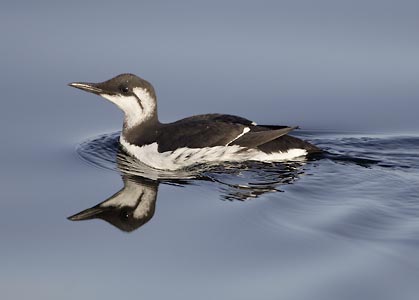 Common Murre (Uria aalge) photo image