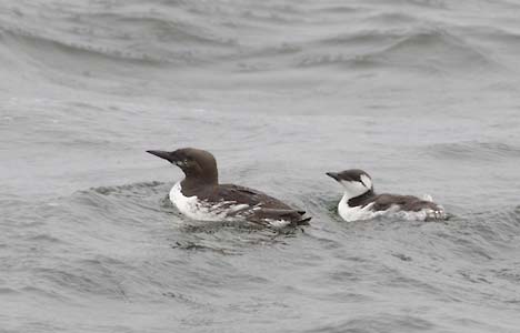 Common Murre (Uria aalge) photo image