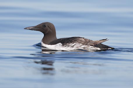 Common Murre (Uria aalge) photo image