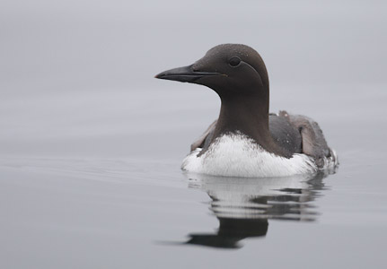 Common Murre (Uria aalge) photo image