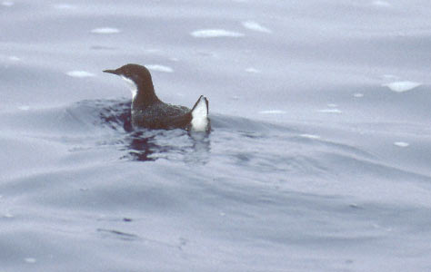 Craveri's Murrelet (Synthliboramphus craveri) photo image