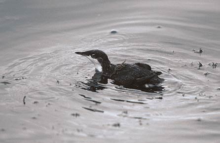 Craveri's Murrelet (Synthliboramphus craveri) photo