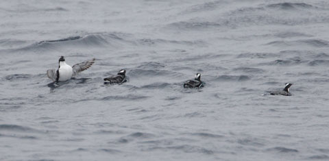 Japanese Murrelet (Synthliboramphus wumizusume) photo image