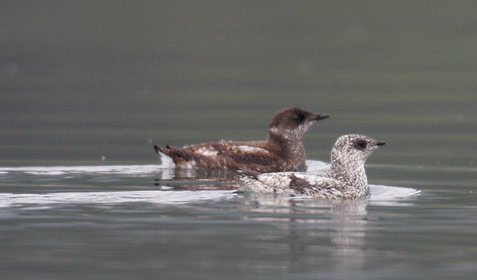 Kittlitz's Murrelet (Brachyramphus brevirostris) photo