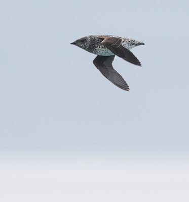 Kittlitz's Murrelet (Brachyramphus brevirostris) photo image