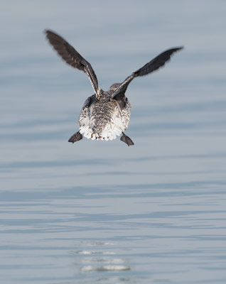Kittlitz's Murrelet (Brachyramphus brevirostris) photo image
