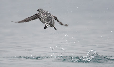 Kittlitz's Murrelet (Brachyramphus brevirostris) photo image