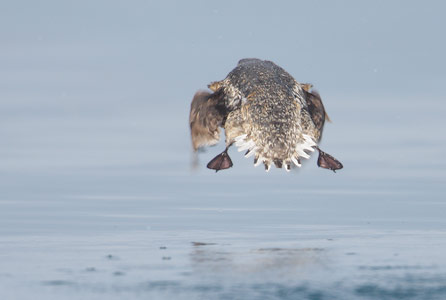 Kittlitz's Murrelet (Brachyramphus brevirostris) photo image
