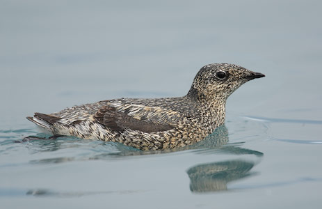 Kittlitz's Murrelet (Brachyramphus brevirostris) photo image