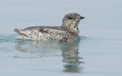 Kittlitz's Murrelet (Brachyramphus brevirostris) photo image