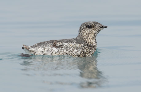 Kittlitz's Murrelet (Brachyramphus brevirostris) photo image