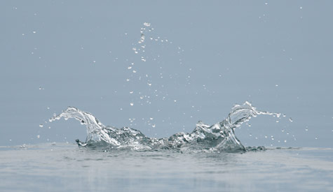 Kittlitz's Murrelet (Brachyramphus brevirostris) photo image