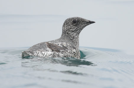 Kittlitz's Murrelet (Brachyramphus brevirostris) photo image