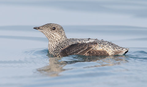 Kittlitz's Murrelet (Brachyramphus brevirostris) photo image