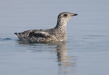 Kittlitz's Murrelet (Brachyramphus brevirostris) photo image