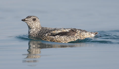 Kittlitz's Murrelet (Brachyramphus brevirostris) photo image