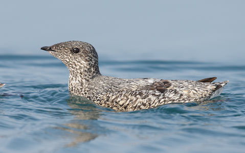 Kittlitz's Murrelet (Brachyramphus brevirostris) photo image