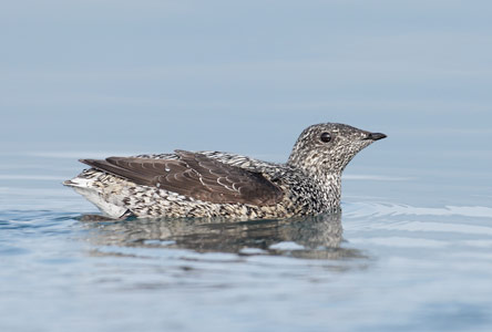 Kittlitz's Murrelet (Brachyramphus brevirostris) photo image