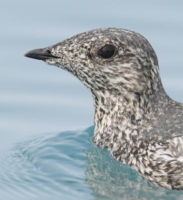 Kittlitz's Murrelet (Brachyramphus brevirostris) photo image