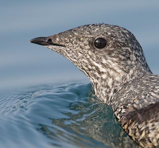 Kittlitz's Murrelet (Brachyramphus brevirostris) photo image