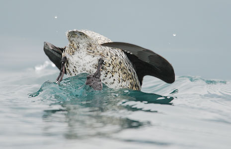 Kittlitz's Murrelet (Brachyramphus brevirostris) photo image