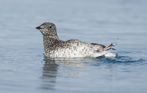 Kittlitz's Murrelet (Brachyramphus brevirostris) photo image