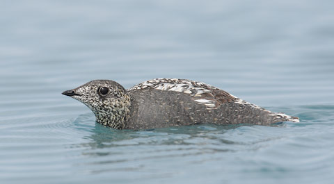 Kittlitz's Murrelet (Brachyramphus brevirostris) photo image