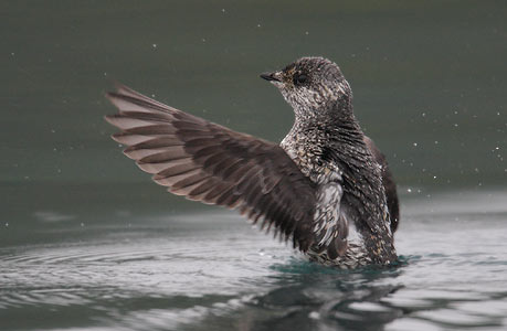 Kittlitz's Murrelet (Brachyramphus brevirostris) photo image