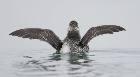Kittlitz's Murrelet (Brachyramphus brevirostris) photo image