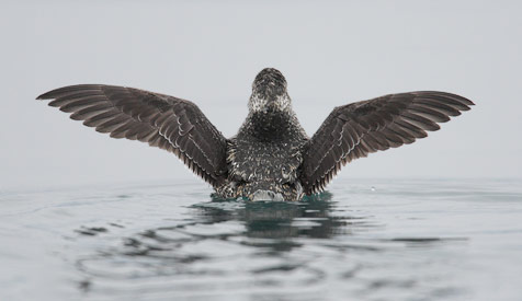 Kittlitz's Murrelet (Brachyramphus brevirostris) photo image