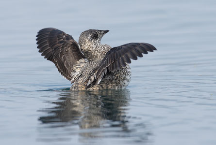 Kittlitz's Murrelet (Brachyramphus brevirostris) photo image