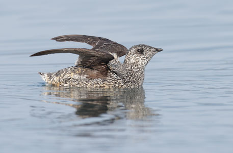 Kittlitz's Murrelet (Brachyramphus brevirostris) photo image