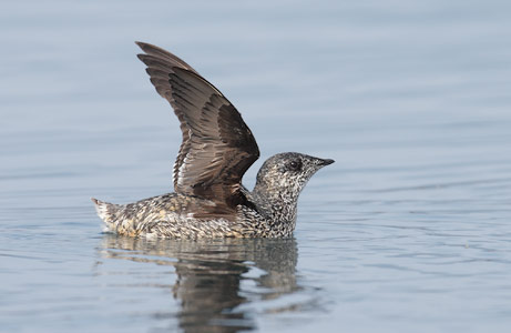 Kittlitz's Murrelet (Brachyramphus brevirostris) photo image