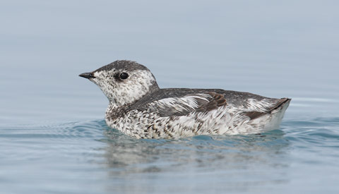 Kittlitz's Murrelet (Brachyramphus brevirostris) photo image