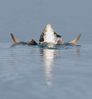 Kittlitz's Murrelet (Brachyramphus brevirostris) photo image