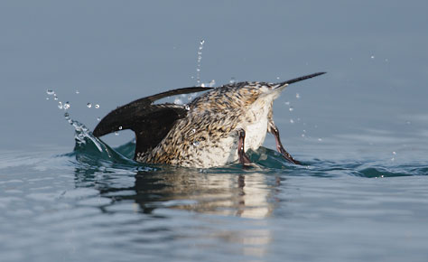Kittlitz's Murrelet (Brachyramphus brevirostris) photo image