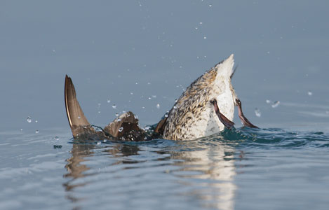 Kittlitz's Murrelet (Brachyramphus brevirostris) photo image