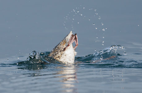 Kittlitz's Murrelet (Brachyramphus brevirostris) photo image