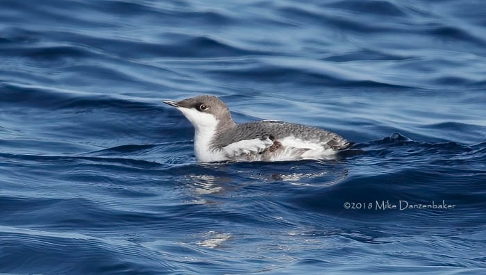 Long-billed Murrelet (Brachyramphus perdix) photo