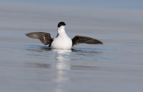Marbled Murrelet (Brachyramphus marmoratus) photo image